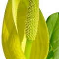 Skunk Cabbage